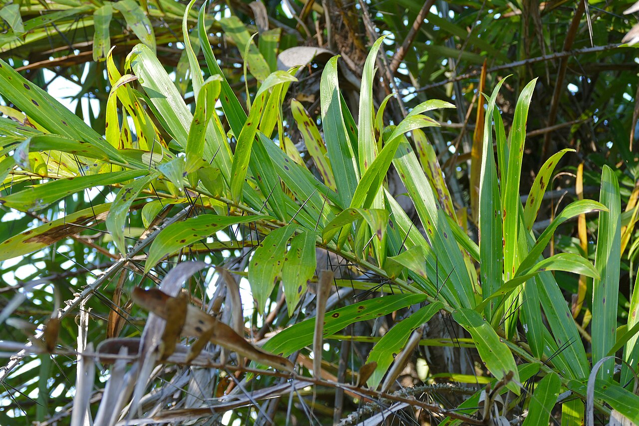 Bactris glaucescens: Pouso Alegre, Transpantaneira, Poconé, Mato Grosso, BRAZIL