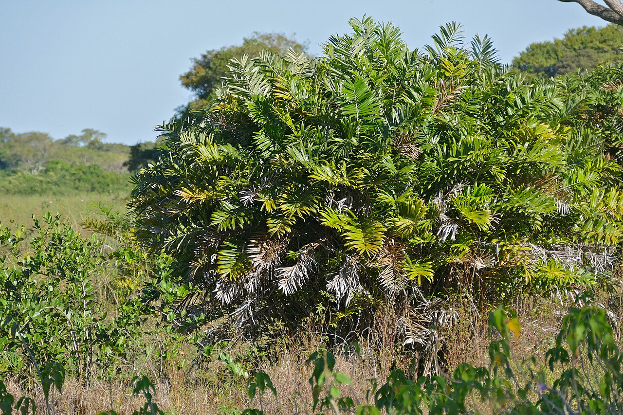 Bactris glaucescens: Pouso Alegre, Transpantaneira, Poconé, Mato Grosso, BRAZIL