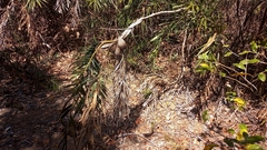 Bactris glaucescens (Bactris glaucescens)
