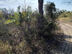 Bactris glaucescens (Bactris glaucescens)