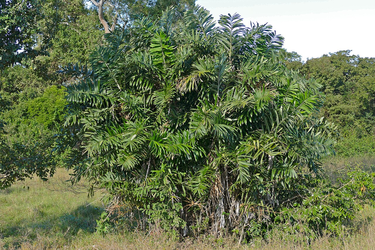 Bactris glaucescens: Pouso Alegre, Transpantaneira, Poconé, Mato Grosso, BRAZIL