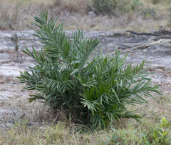 Bactris glaucescens (Bactris glaucescens)