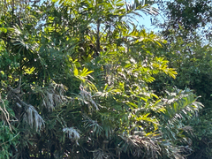 Bactris glaucescens (Bactris glaucescens)
