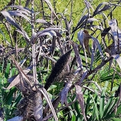 Bactris glaucescens (Bactris glaucescens)