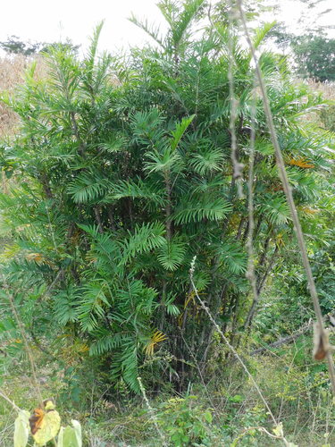 Guinea bactris (Bactris guineensis)