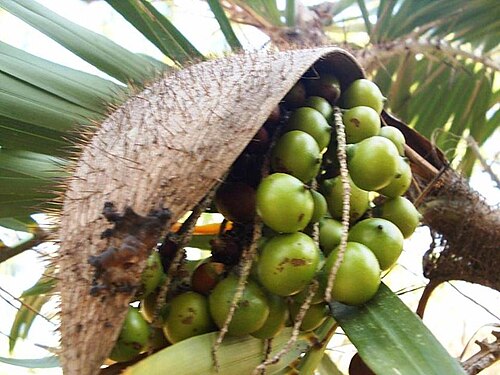 Guinea bactris: Corozo, uvita de lata