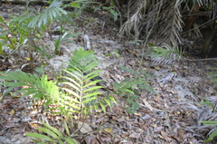 Guinea bactris (Bactris guineensis)