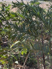 Guinea bactris (Bactris guineensis)