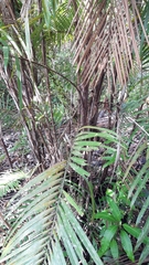 Guinea bactris (Bactris guineensis)
