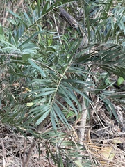 Guinea bactris (Bactris guineensis)