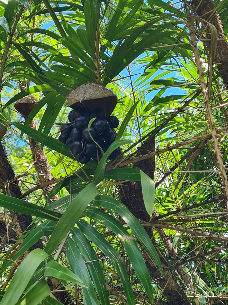 Guinea bactris (Bactris guineensis)
