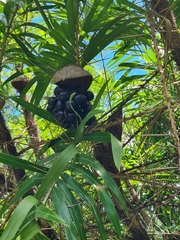 Guinea bactris (Bactris guineensis)
