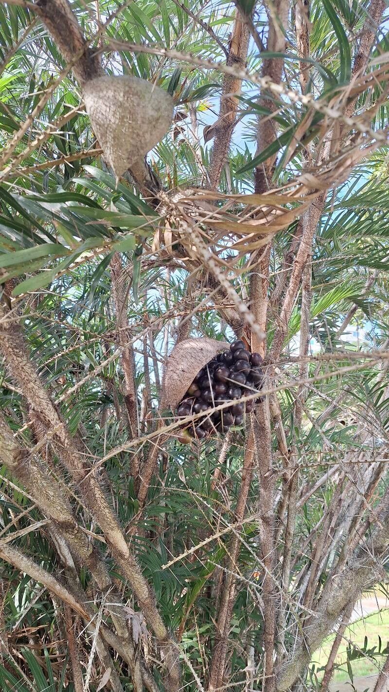 Guinea bactris (Bactris guineensis)