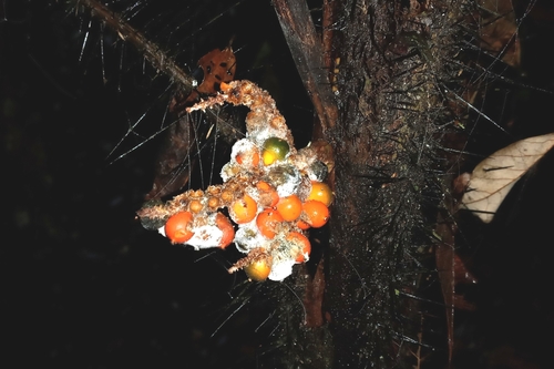 Bactris hirta (Bactris hirta)