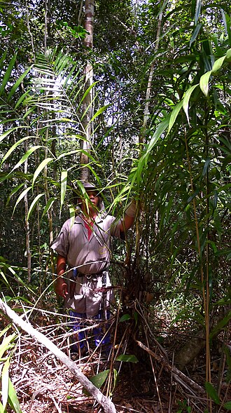 Bactris horridispatha: Bactris horridispatha Noblick, Arecaceae, Atlantic forest, northeastern Bahia, Brazil Tree 4 m.