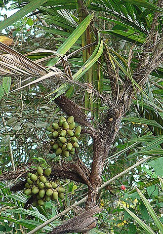 Lata palm: These fruit of the thorny Huiscoyol Palm are widely enjoyed (when ripe). Photo from Rio Papaturro, southernmost Nicaragua. In context at www.dixpix.ca/meso_amer
