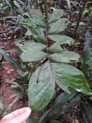 Bactris maraja (Bactris maraja)