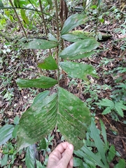 Bactris maraja (Bactris maraja)