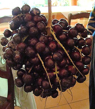 Bactris maraja: Fruit of the Maraja Palm hanging in a restaurant. Native from Costa Rica to Peru and planted more widely. In context at www.dixpix.ca/meso_america/Flora/palms/i
