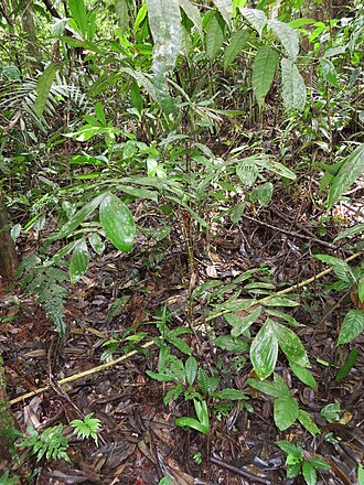 Bactris maraja: Bactris maraja, photographed in Putumayo, Ecuador