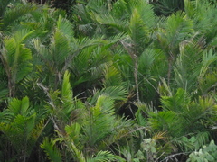 Bactris maraja (Bactris maraja)