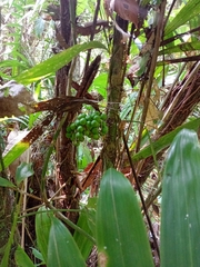 Bactris mexicana (Bactris mexicana)