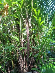 Bactris mexicana (Bactris mexicana)