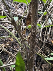 Bactris mexicana (Bactris mexicana)