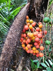 Bactris mexicana (Bactris mexicana)