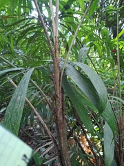 Bactris mexicana (Bactris mexicana)