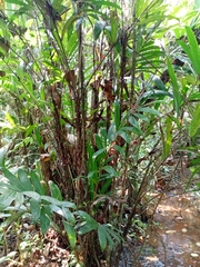 Bactris mexicana (Bactris mexicana)