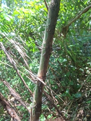 Bactris mexicana (Bactris mexicana)