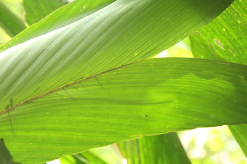 Bactris militaris (Bactris militaris)