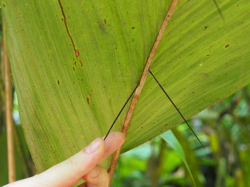 Bactris militaris (Bactris militaris)