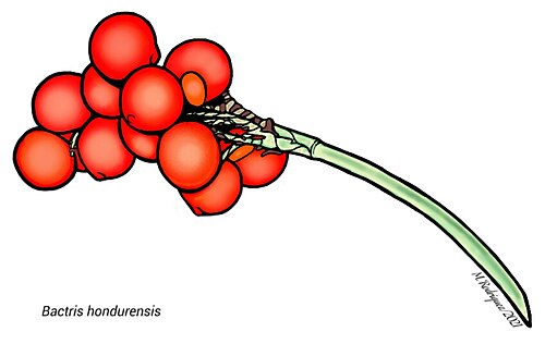 Bactris obovata: Frutos de Bactris hondurensis