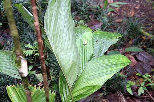 Bactris obovata: Location taken: Wilson Botanical Garden, Las Cruces Biological Station, Costa Rica. Names: Bactris obovata Schaedtler Classification: Plantae > Magnoliophyta >