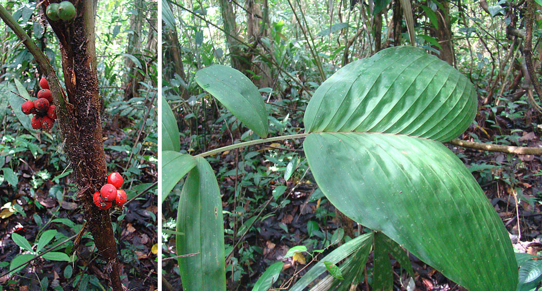 Bactris obovata: An understory palm of the lowlands from Honduras to Ecuador. Photo from Indio Maiz Reserve, Nicaragua In context at www.dixpix.ca/meso_america/Flora/palms/index