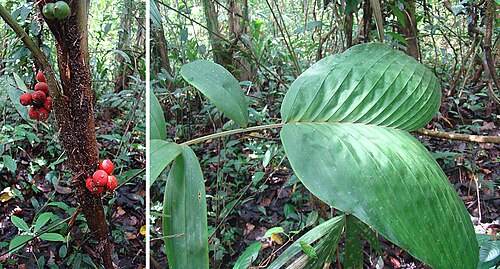 Bactris obovata: An understory palm of the lowlands from Honduras to Ecuador. Photo from Indio Maiz Reserve, Nicaragua In context at www.dixpix.ca/meso_america/Flora/palms/index