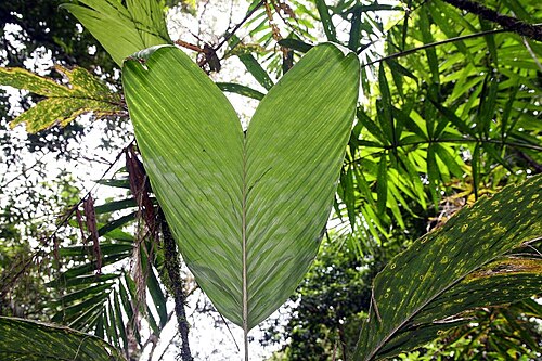 Bactris obovata: Location taken: Wilson Botanical Garden, Las Cruces Biological Station, Costa Rica. Names: Bactris obovata Schaedtler Classification: Plantae > Magnoliophyta >