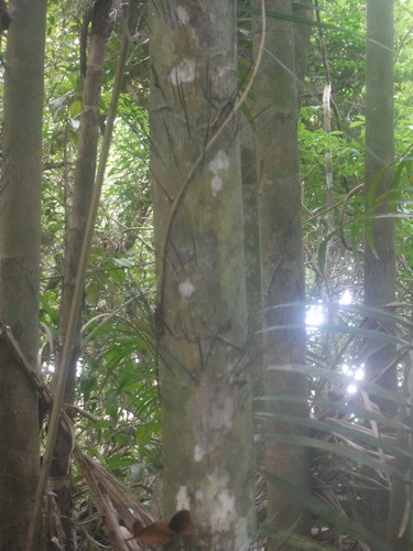 Bactris plumeriana (Bactris plumeriana)