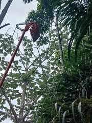 Bactris plumeriana (Bactris plumeriana)