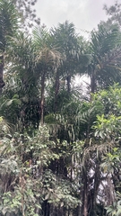 Bactris plumeriana (Bactris plumeriana)
