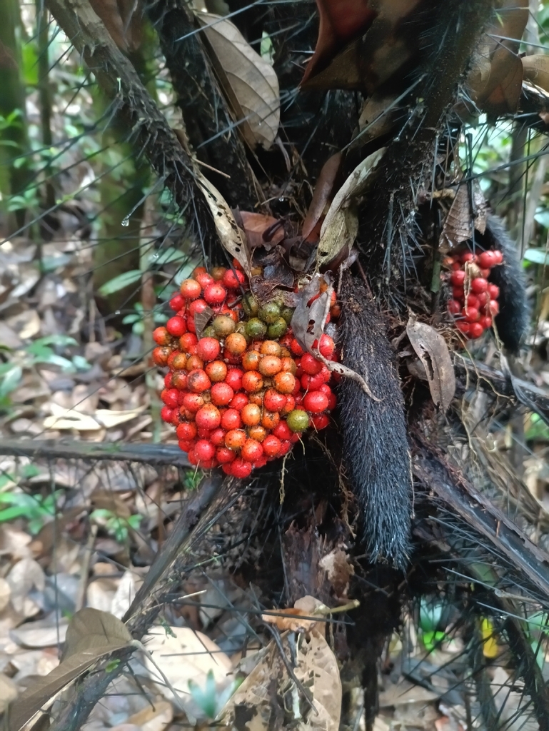 Bactris rhaphidacantha (Bactris rhaphidacantha)