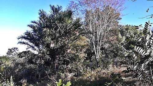 Jucum palm: Palm Tucum (Bactris setosa} in the cerrado of Goias (Brazil) near the city of São Miguel do Araguaia