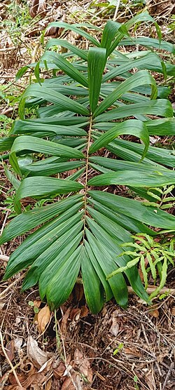 Bactris setulosa: Bactris setulosa in Peru