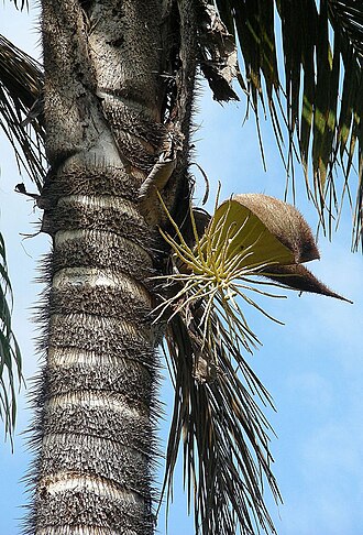 Bactris setulosa: Found from Venezuela to northern Peru. Photo from western Colombia. In context at www.dixpix.ca/meso_america/Flora/palms/index.html