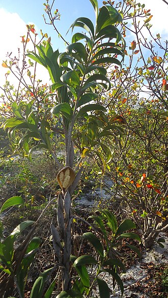 Bactris soeiroana: Bactris soeiroana Noblick ex A.J. Hend.