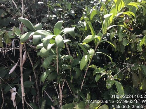 Bactris soeiroana (Bactris soeiroana)