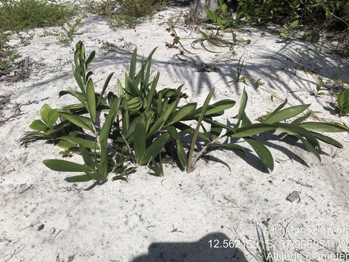 Bactris soeiroana (Bactris soeiroana)