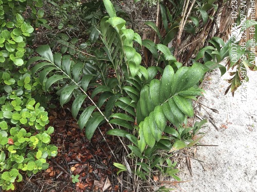 Bactris soeiroana (Bactris soeiroana)